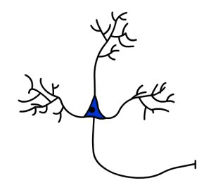 neuron