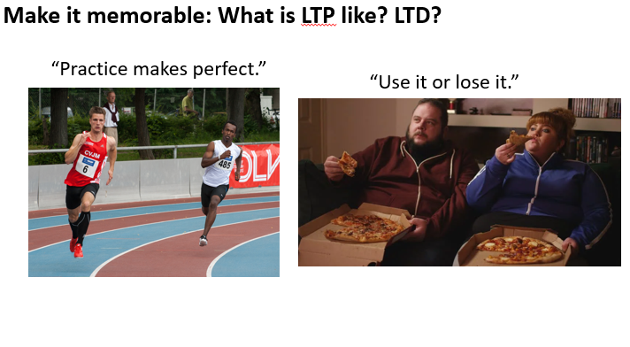 PowerPoint slide with student challenge to compare LTP and LTD to practice makes perfect or use it or lose it
