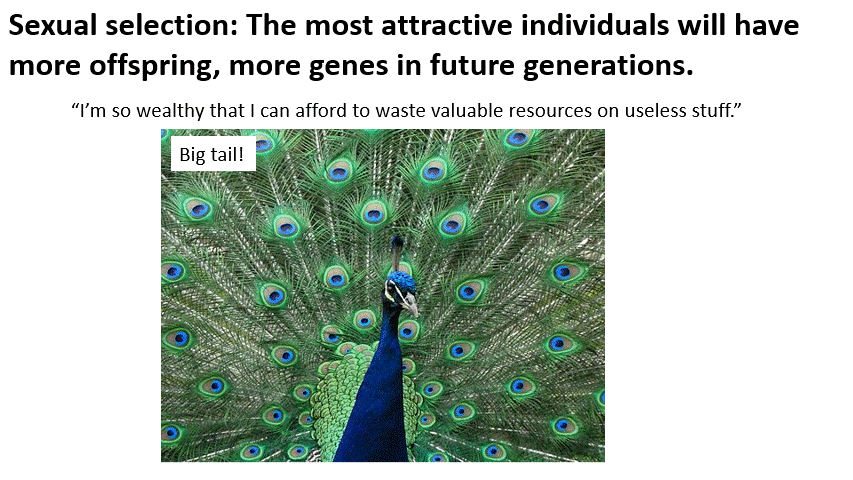 An animated PowerPoint slide showing images of a peacock, then big truck, then big hair